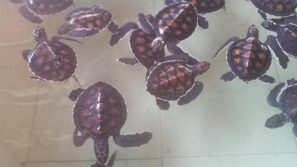 Kampung Meno Bungalows Gili Meno Kültér fotó